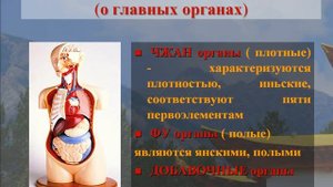 Традиционная восточная медицина. Тема 1.2