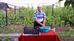 Клубника.  Укоренение усов в стаканчики.