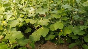 Бизнес дар Точикистон фоидаи калон дорад Бодиринг ба фуруш бромад