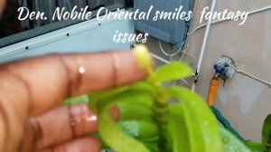 Dendrobium Nobile Oriental smiles fantasy  issues