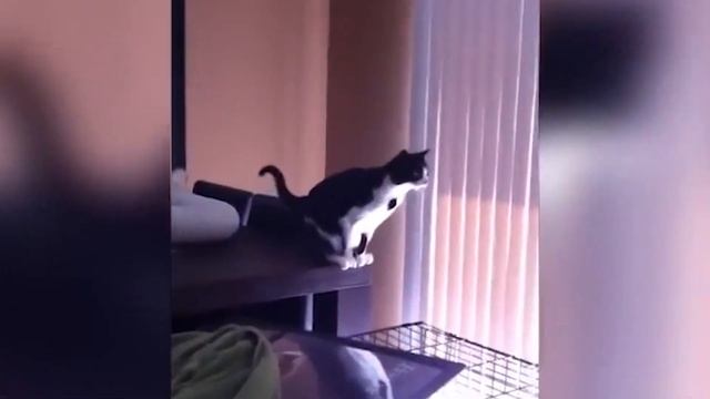 Самые смешные падения Кошек, которые случайно попали на камеру. Подборка смешных моментов
