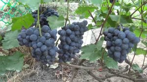 Сорта винограда Черныш 2017