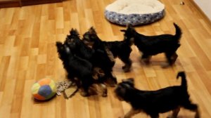 Продаются щенки йоркширского терьера в  Воронеже