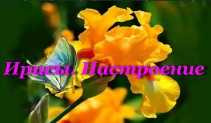 Ирисы. Настроение