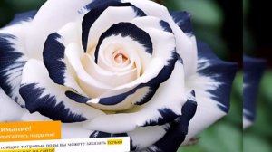 Гибридные тигровые розы (бесплатно)/flowers