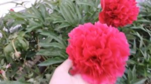 ПИОНЫ красные PEONIES
