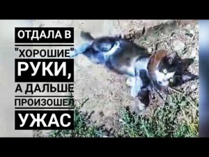 Собака почти оторвала котенку ногу, удалось ли его спасти? Стерилизуй, их и так много