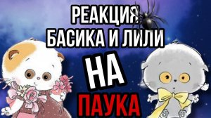 Реакция Басика и Лили на паука🕷🕸