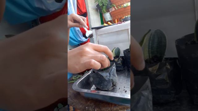 Dwarf SNAKE Plant | leaves propagation смотреть онлайн