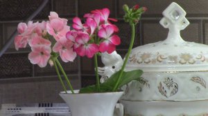 Февральская обрезка пеларгонии #герань #пеларгония #обрезкапеларгонии #обрезкагерани