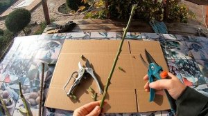 Мои секаторы