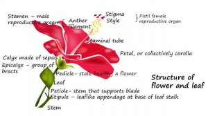 Hibiscus rosa-sinensis, Malaysia’s national flower is as diverse as the Malaysian human population