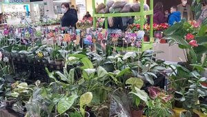 Краснодар "ГАЛАКТИКА" Выставка ЦВЕТОВ и ОРХИДЕЙ