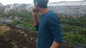 Как правильно сажать клубнику поздней осенью. Полный цикл!