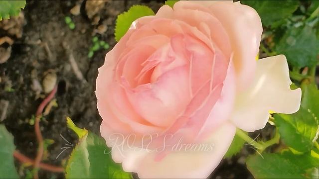 ROSES?✨?✨? dreams orang РОЗОВЫЕ мечты розы оранжевое смотреть онлайн