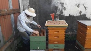 Контроль маточников \\ Выведение маток путем подрезания сота Аргентина