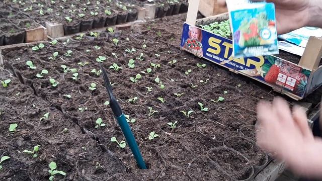 ПИКИРОВКА ПЕТУНИИ?КАК ПИКИРОВАТЬ ПЕТУНИЮ смотреть онлайн