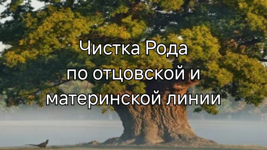 ЧИСТКА РОДА ПО ОТЦОВСКОЙ И МАТЕРИНСКОЙ ЛИНИИ #чисткарода #род #родовоепроклятие