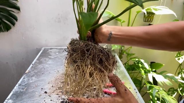 Variegated Spathiphyllum peace lily rescue by propagation смотреть онлайн