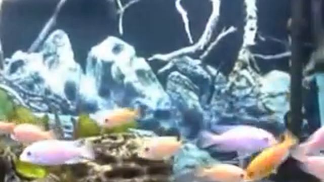 Киса в аквариуме (сом краснохвостый= закуска из малавийских цихлид)