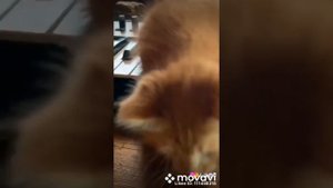 прощай Симбочка Пимпочка привет! Симбочка Малый 😱😥😢😭😱😥😢😭