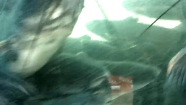 Сом-альбинос смотреть онлайн