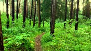 Прогулка в сосновом лесу летним вечером. Успокаиваемся и набираемся сил!