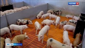 В Россельхознадзоре отвергли «кормовую» версию заражения костромских свиней АЧС