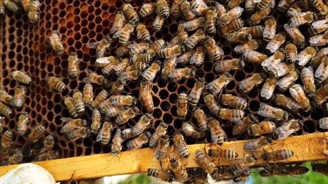 Постановка второго корпуса на улей. Как и когда расширять пчёл? Мы начинаем формирование корпусов