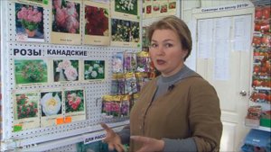 Почему не зимует гортензия