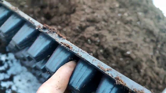 Размножение королевской пеларгонии черенками