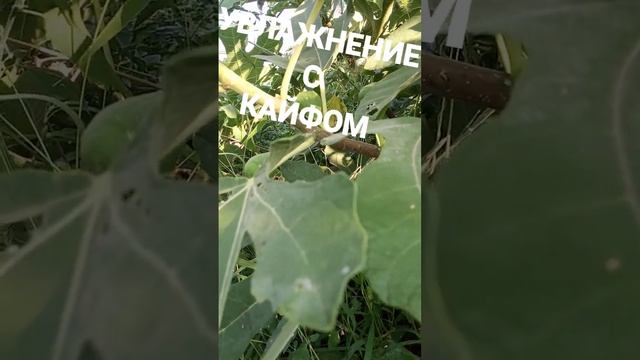 Полив инжира. Саженцы лучших сортов - на канале. смотреть онлайн