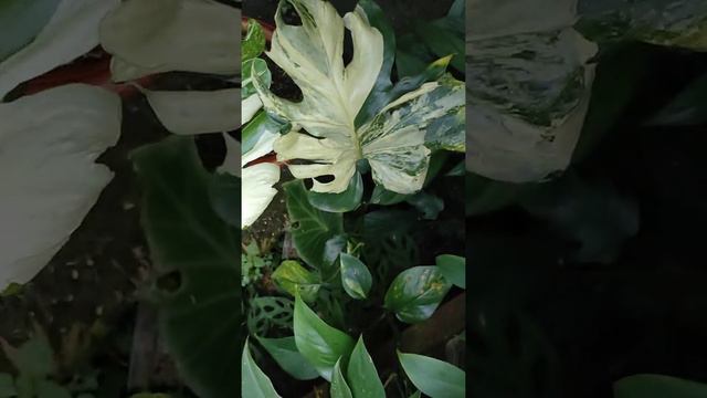 Monstera Oceana