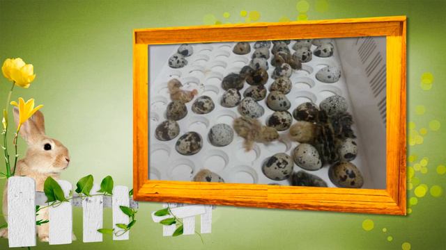 Вылупление новорожденных перепелят смотреть онлайн