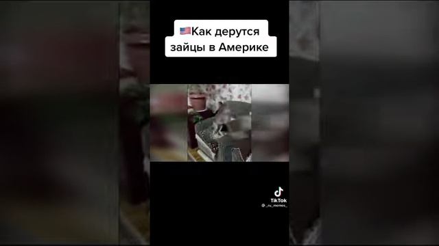 Как дерутся зайцы в Америке VS как дерутся зайцы в России Tik tok Video,Тик ток видео