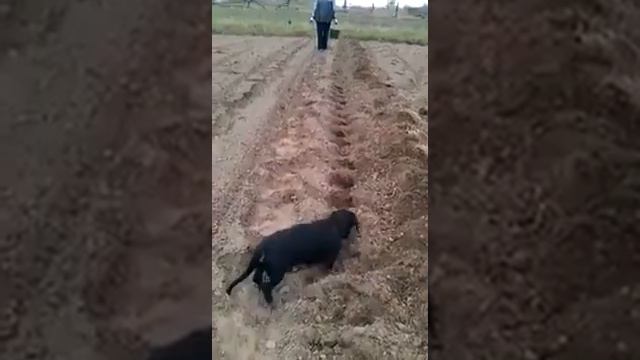 Как правильно садить картошку смотреть онлайн