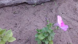 Петуния зацветает, самосев догоняет.