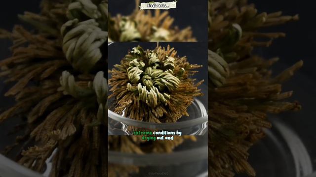 Rose Of Jericho : "Comeback Is Real!"