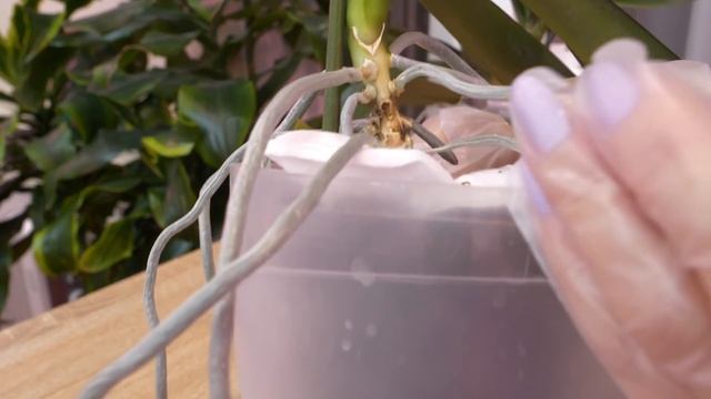 ГНИЛЬ СТВОЛА орхидеи - кардинальный способ. ПРИШЛОСЬ! / Клещи схряпали Лас Вегас. НЕ СДАЮСЬ! смотреть онлайн