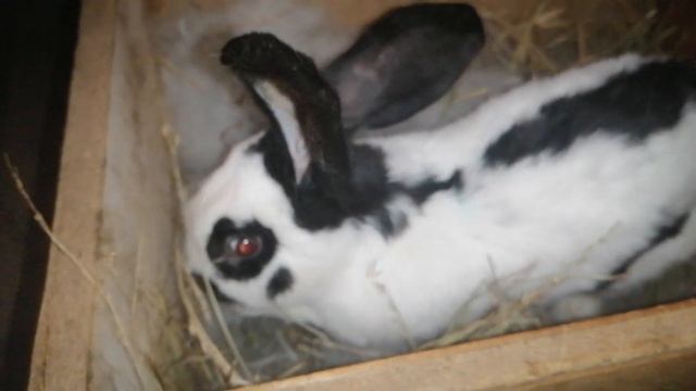 Немецкий Пестрый Великан. Строкач. кормление малышей