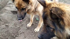 НЕМЕЦКАЯ ОВЧАРКА / ПОНИМАЕТ С ПОЛУСЛОВА/