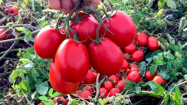 ТОМАТ ПЬЕТРА РОССА F1 смотреть онлайн