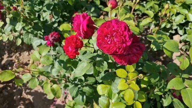 СУПЕР РОЗЫ для СРЕДНЕЙ ПОЛОСЫ! Гуляем по полю, смотрим сорта смотреть онлайн