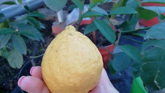 Обзор Павловский лимон смотреть онлайн