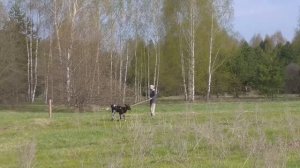 Приучение теленка к электропастуху