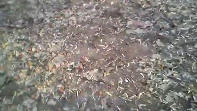 Подснежники дохлый голубь ВЕСНОЙ смотреть онлайн