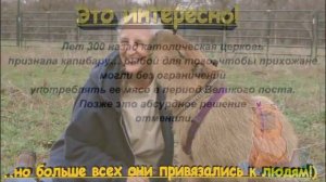 САМОЕ ДОБРОЕ СУЩЕСТВО НА ПЛАНЕТЕ- КАПИБАРА! Это животное покорило интернет!