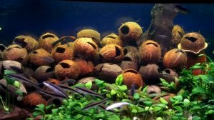 Кокосы в аквариуме