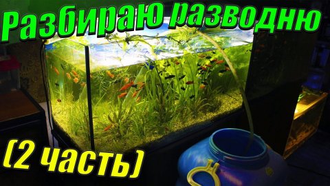 Разбираю рыборазводню аквариумных рыбок (2 часть)