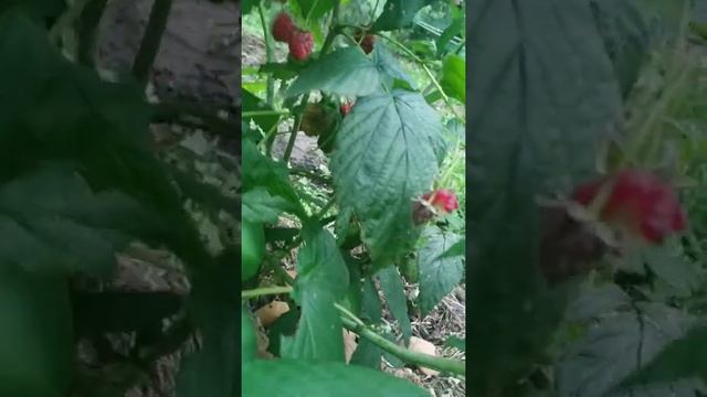 порівняння малини полісся і польку смотреть онлайн